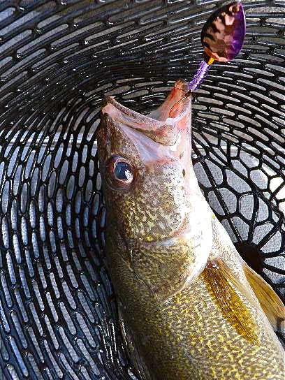 Ten Must-Have Lures For Western Trout