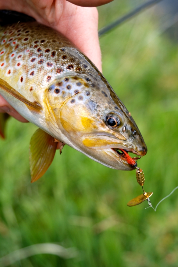 7 Tips Trout Fishing with Rooster Tail Spinners from Yakima Bait Company 