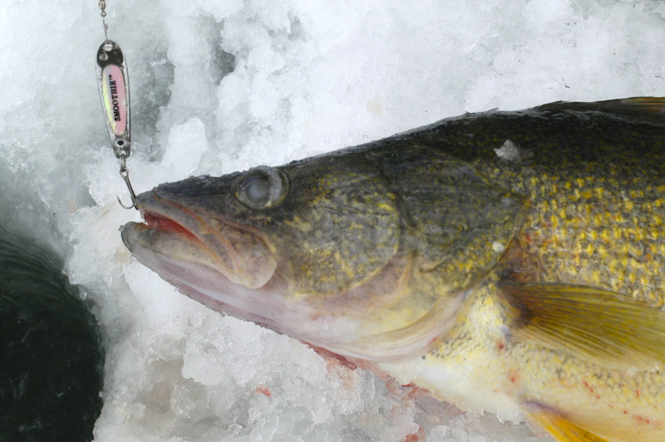 Four Must-Have Lures For Winter Walleyes